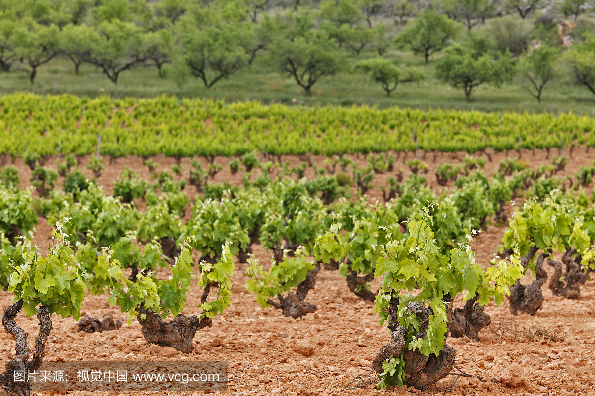 葡萄藤,Carinena,萨拉戈萨省,阿拉贡,西班牙