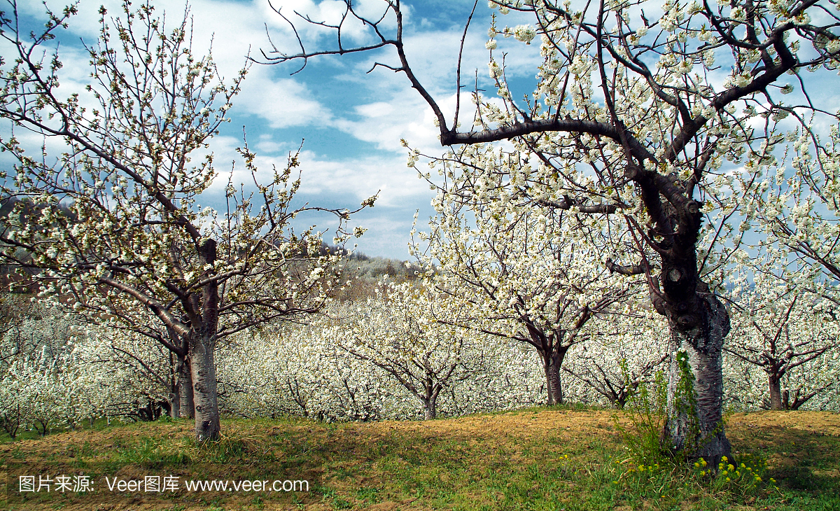 雪利,雪利酒,日本文化,水平画幅
