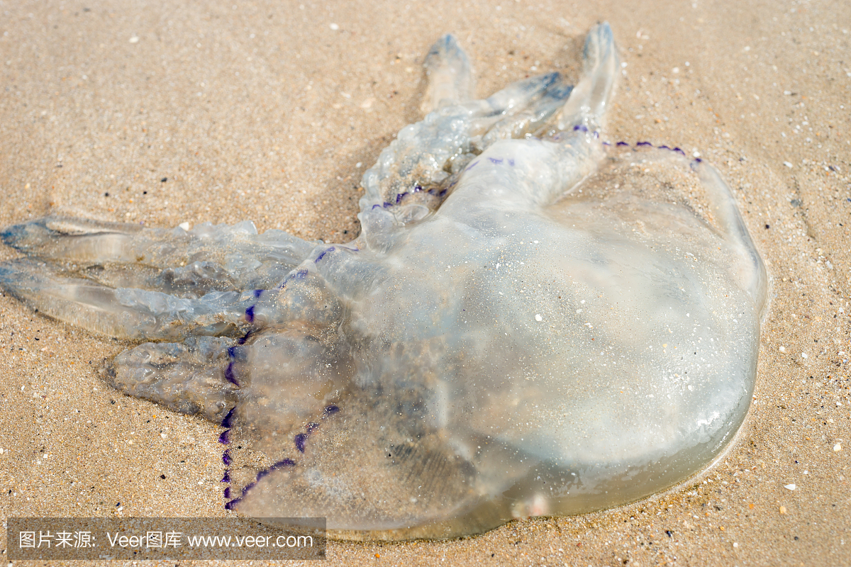 海滩Tenby,威尔士海蜇