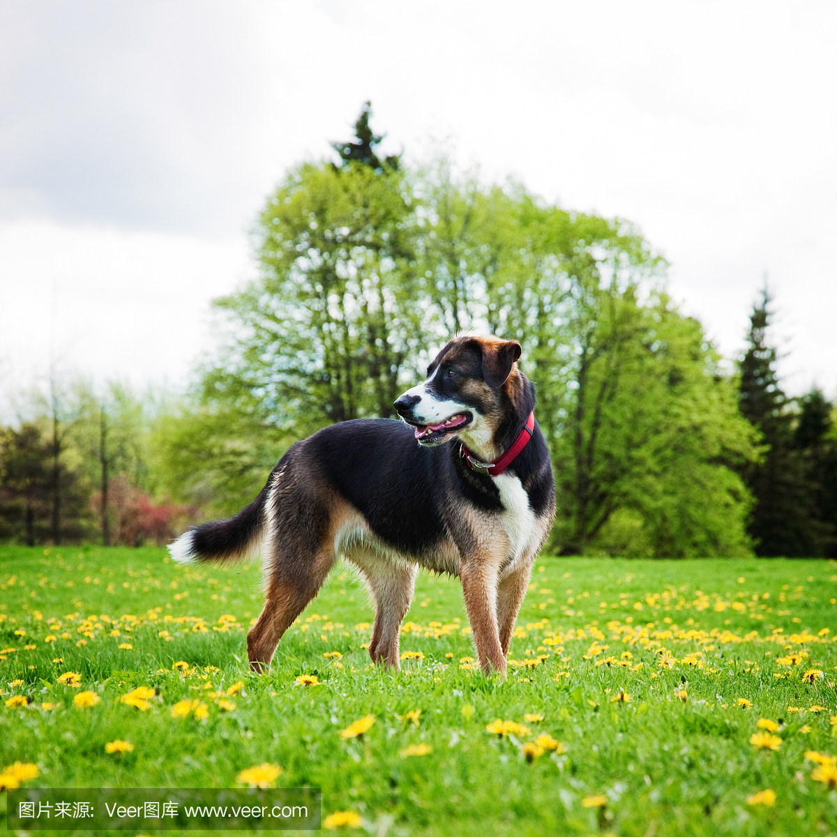年轻的狗在春天的草地上兴奋地回头看