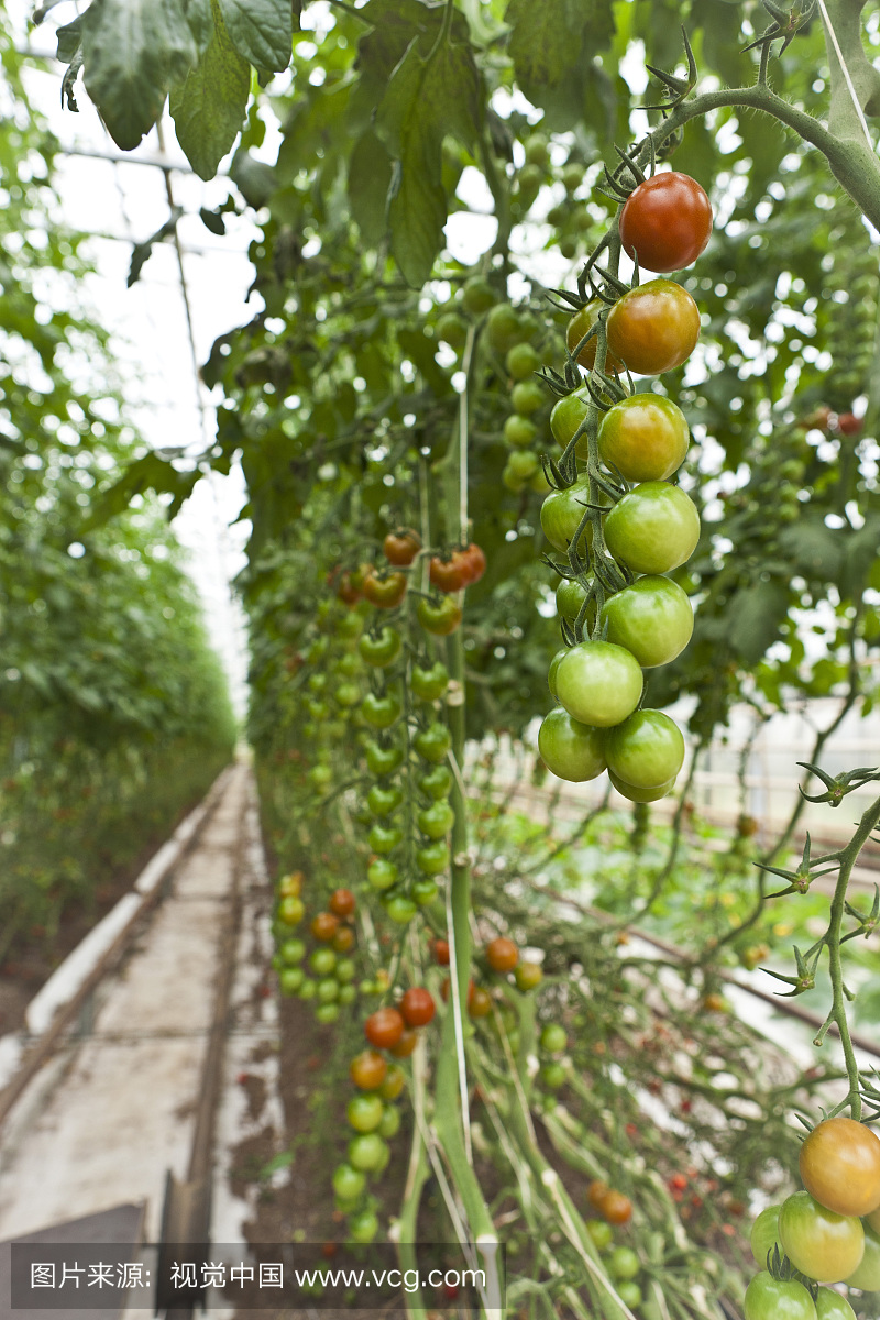 有机樱桃Tomatos在温室,Laugaras,南冰岛,冰岛