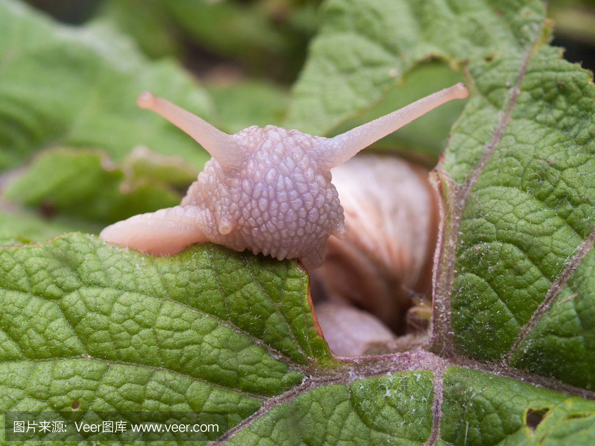 蜗牛(Helix pomatia)吃叶子
