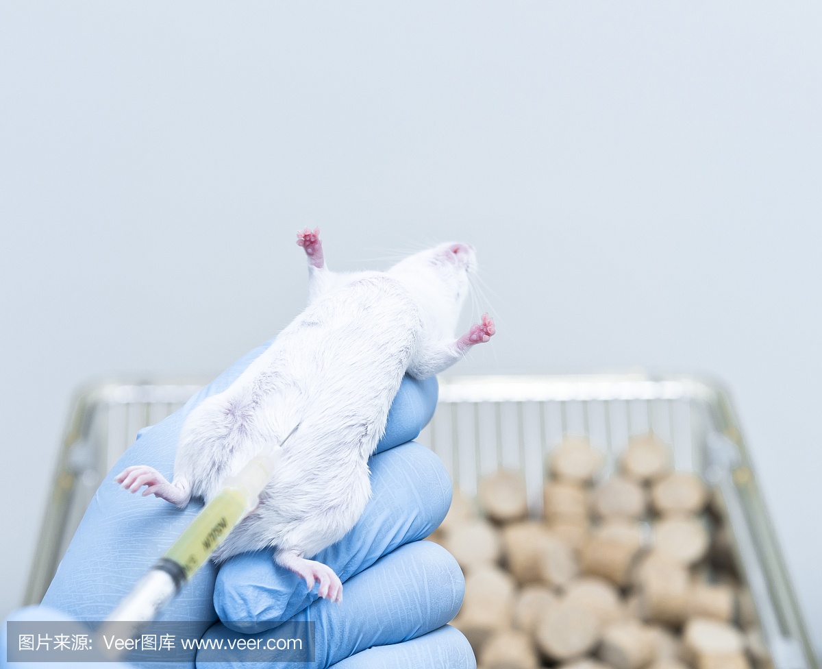 腹腔注射入实验鼠