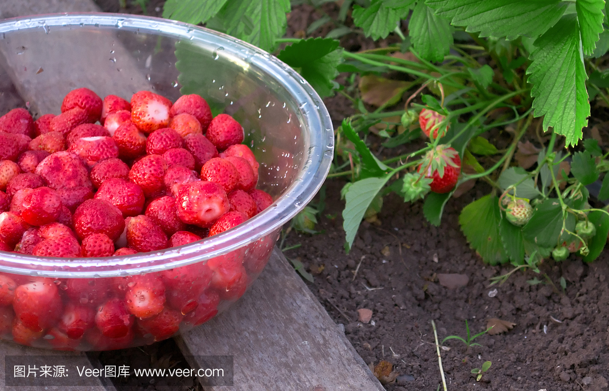 在花园里种着红色成熟浆果的草莓灌木丛和站在