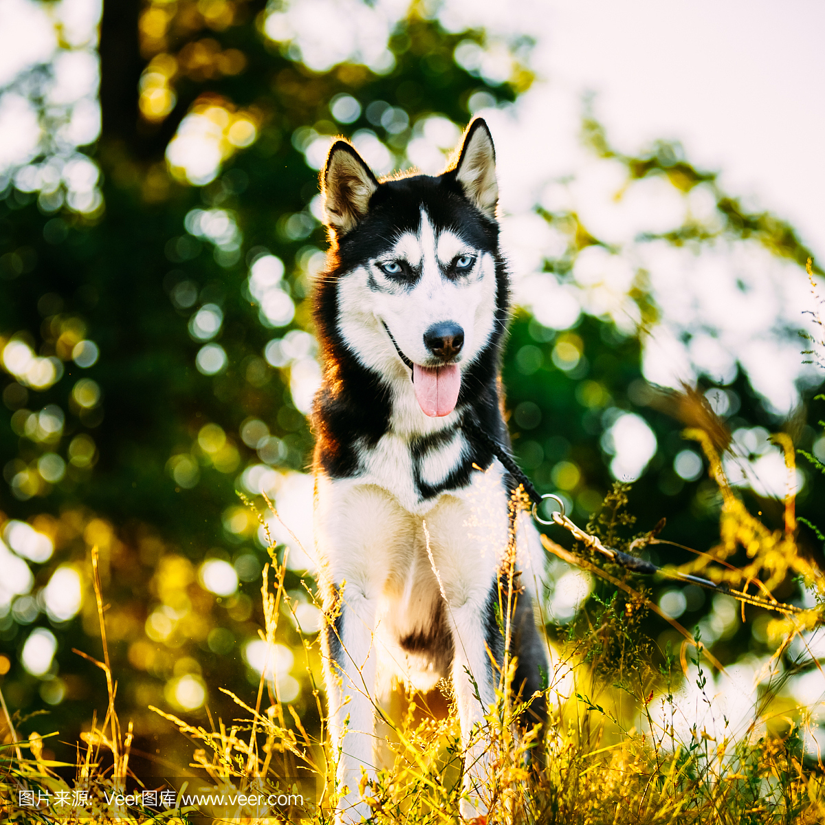 阿拉斯加文化,具有阿拉斯特点的,阿拉斯加文明