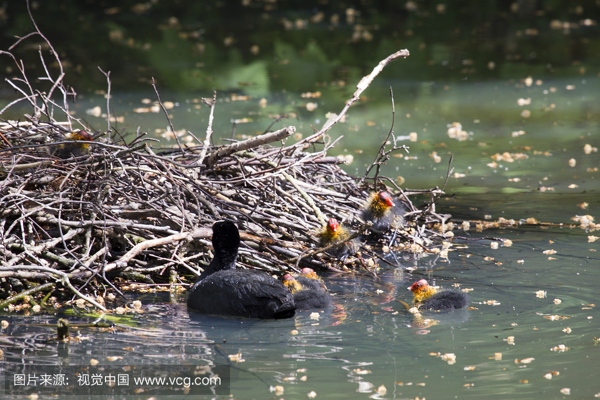 猫头鹰和小鸭子在他们的巢里游泳