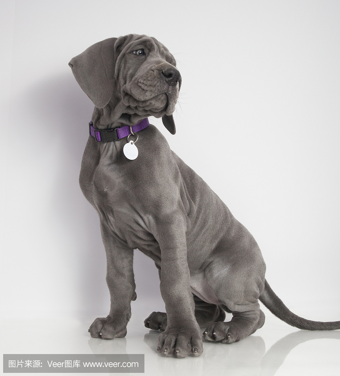 大丹狗,大丹,大丹犬狗,丹麦种大狗