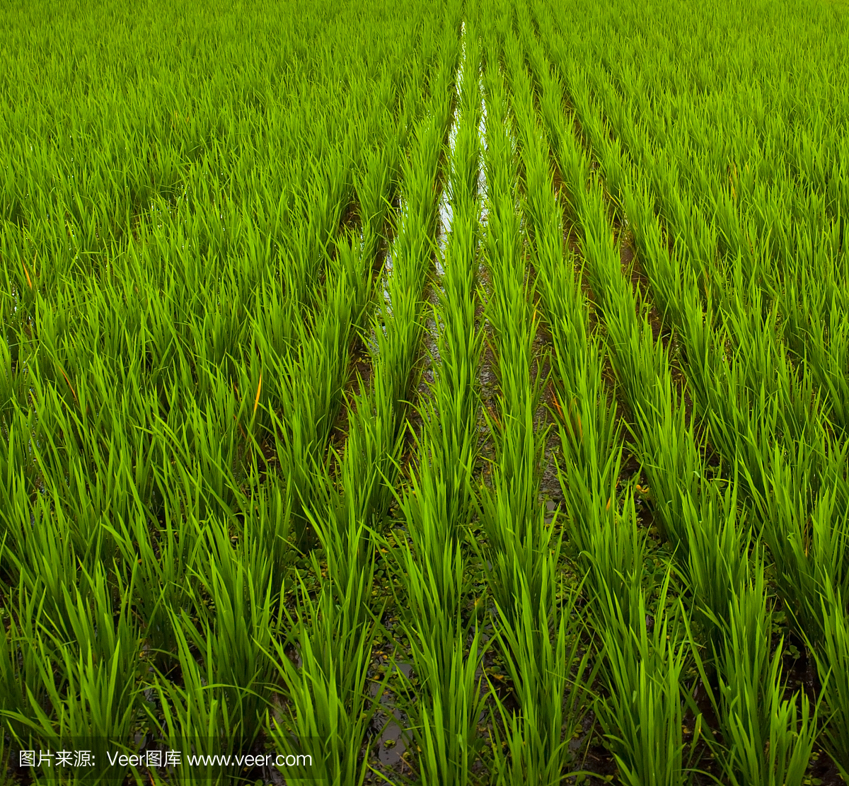 巴厘岛,印度尼西亚的稻田