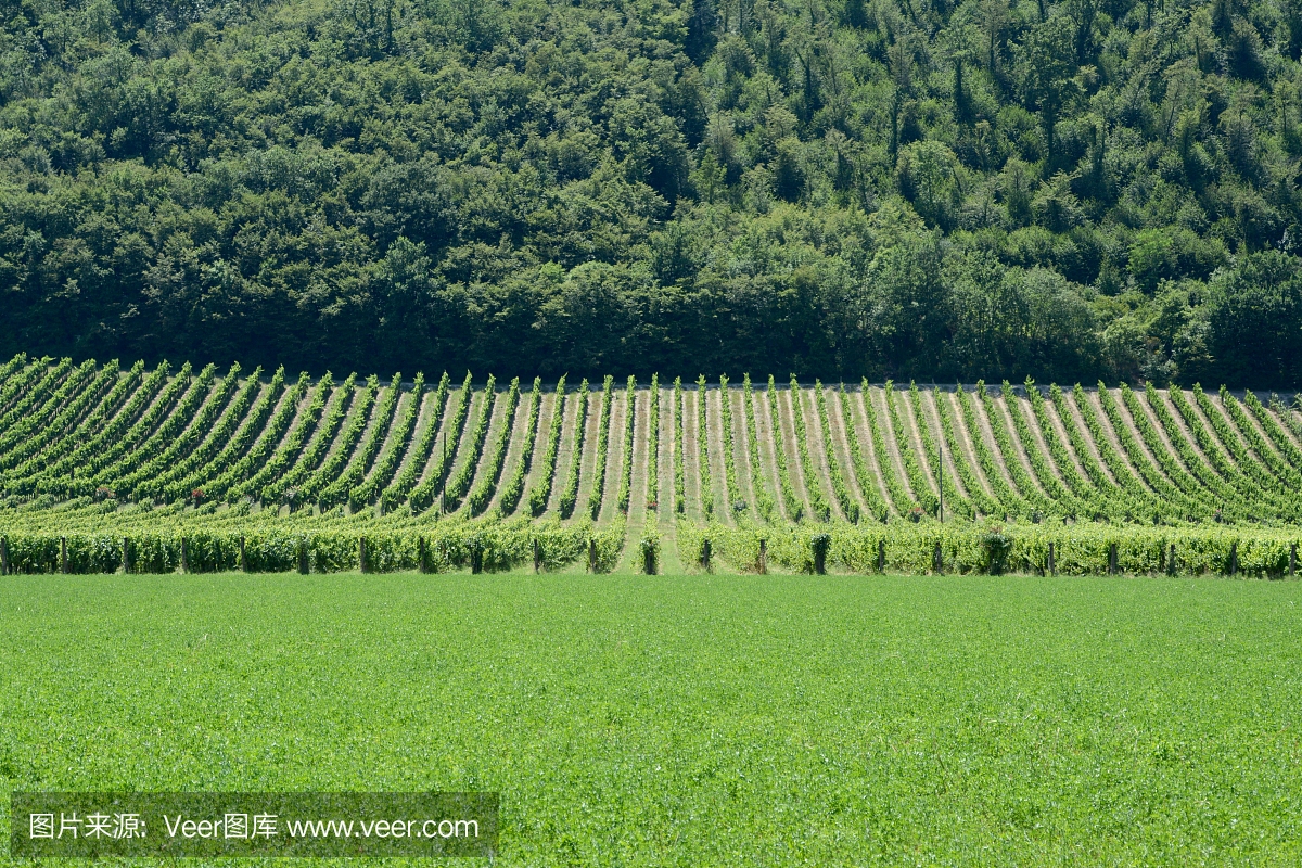 葡萄藤在意大利佛罗伦萨周围的托斯卡纳山丘上