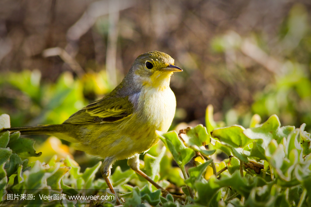 黄莺鸟在加拉帕戈斯群岛