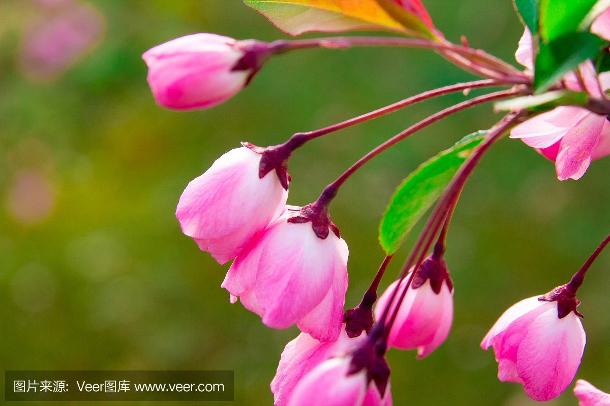 秋海棠花中国特色