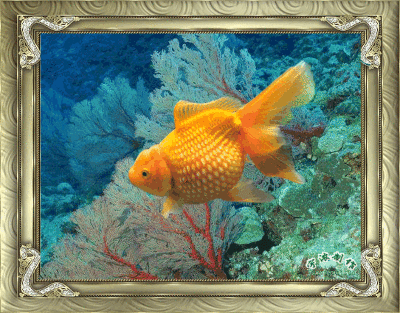 金鱼动态壁纸高清