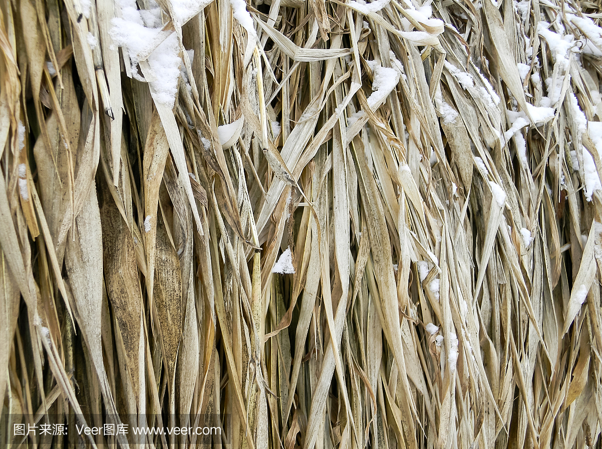 干燥的玉米叶子下雪
