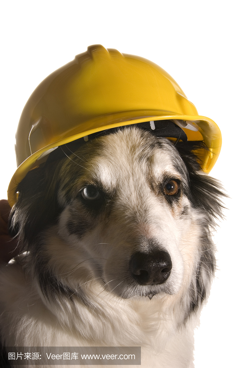 一头毛茸茸的狗在头上显示一个建筑帽子