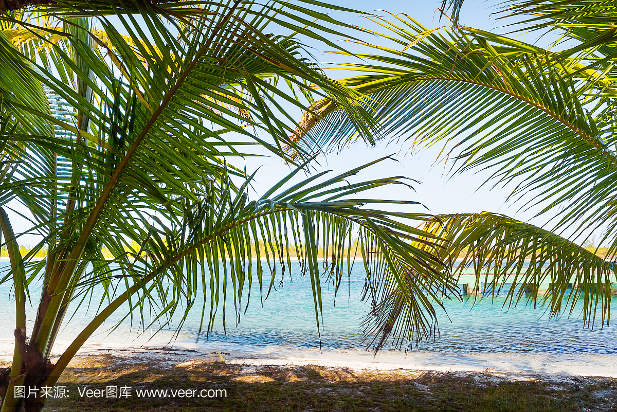 自然背景与棕榈树叶子和阳光反射。古巴