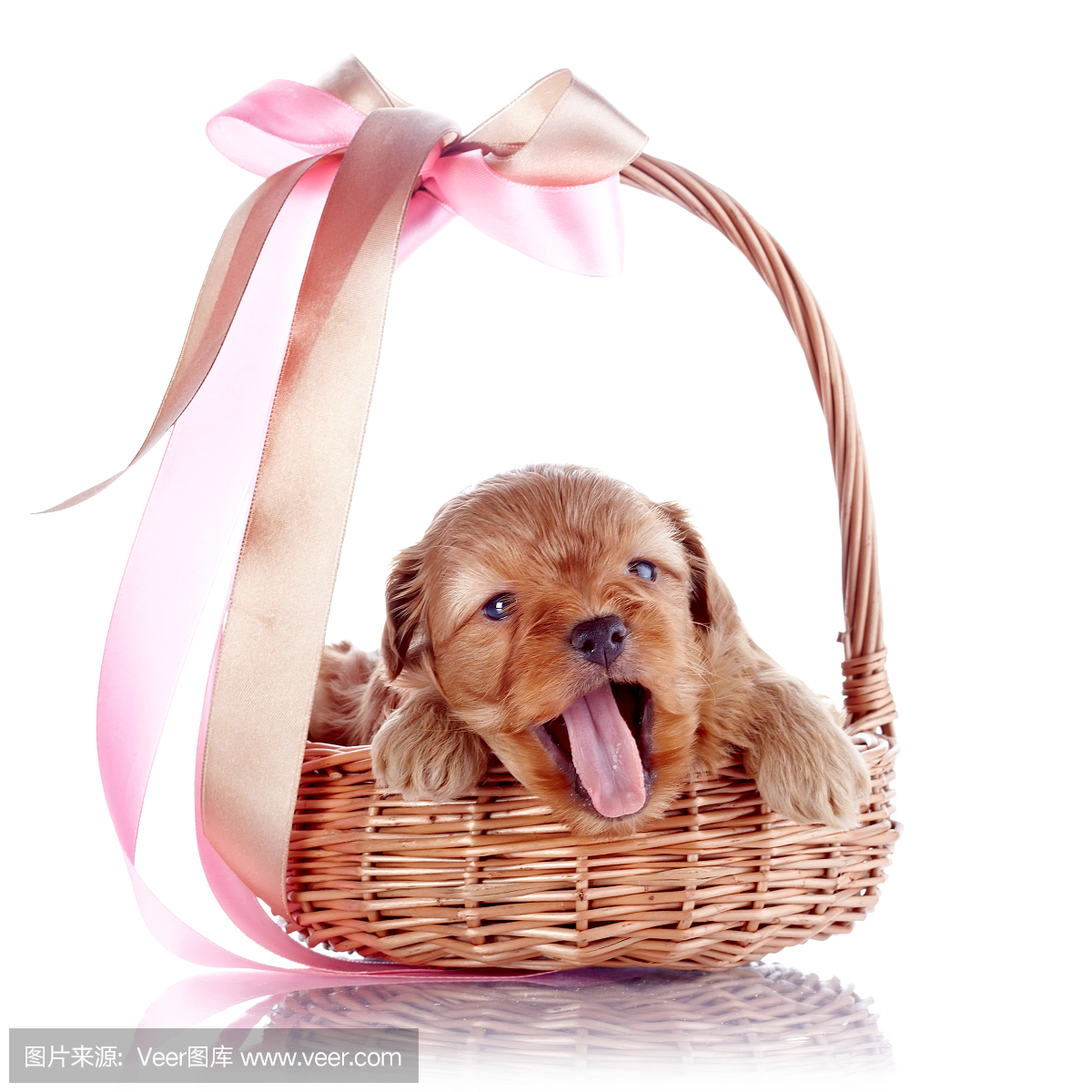 贵宾犬,贵宾狗,一种智力很高的狮子狗,狮子狗