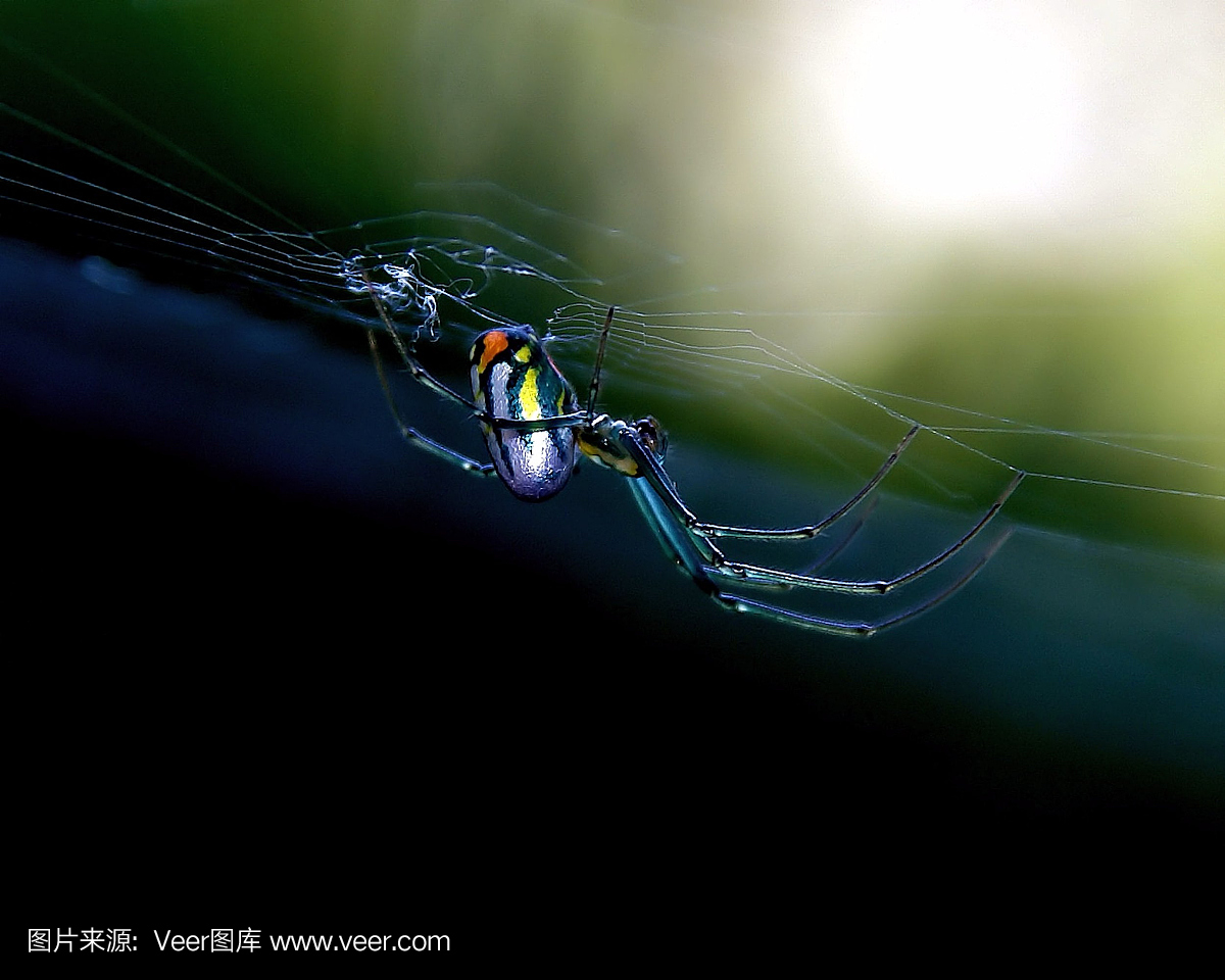 果园蜘蛛在网上。