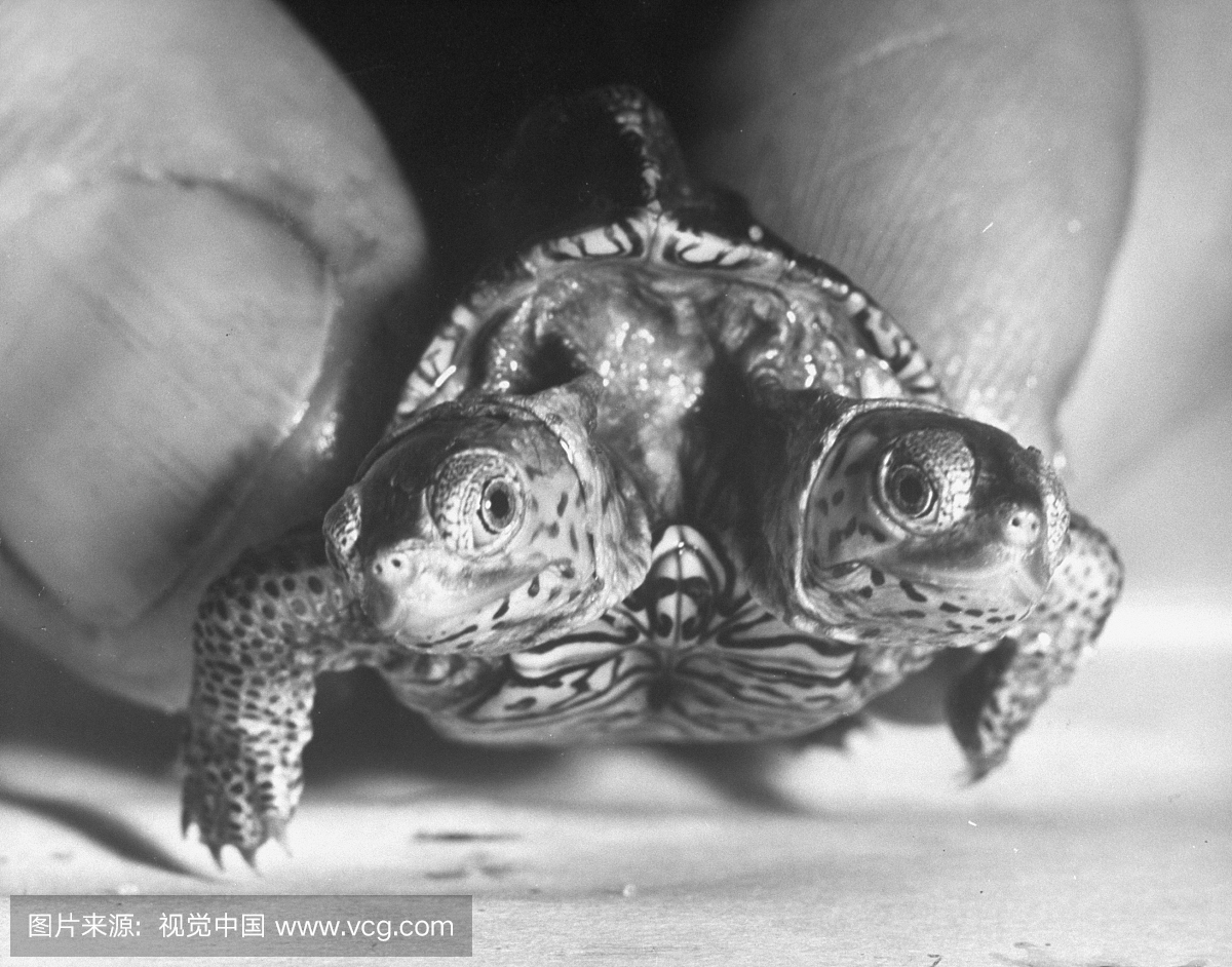 两头乌龟名为超级钻石。
