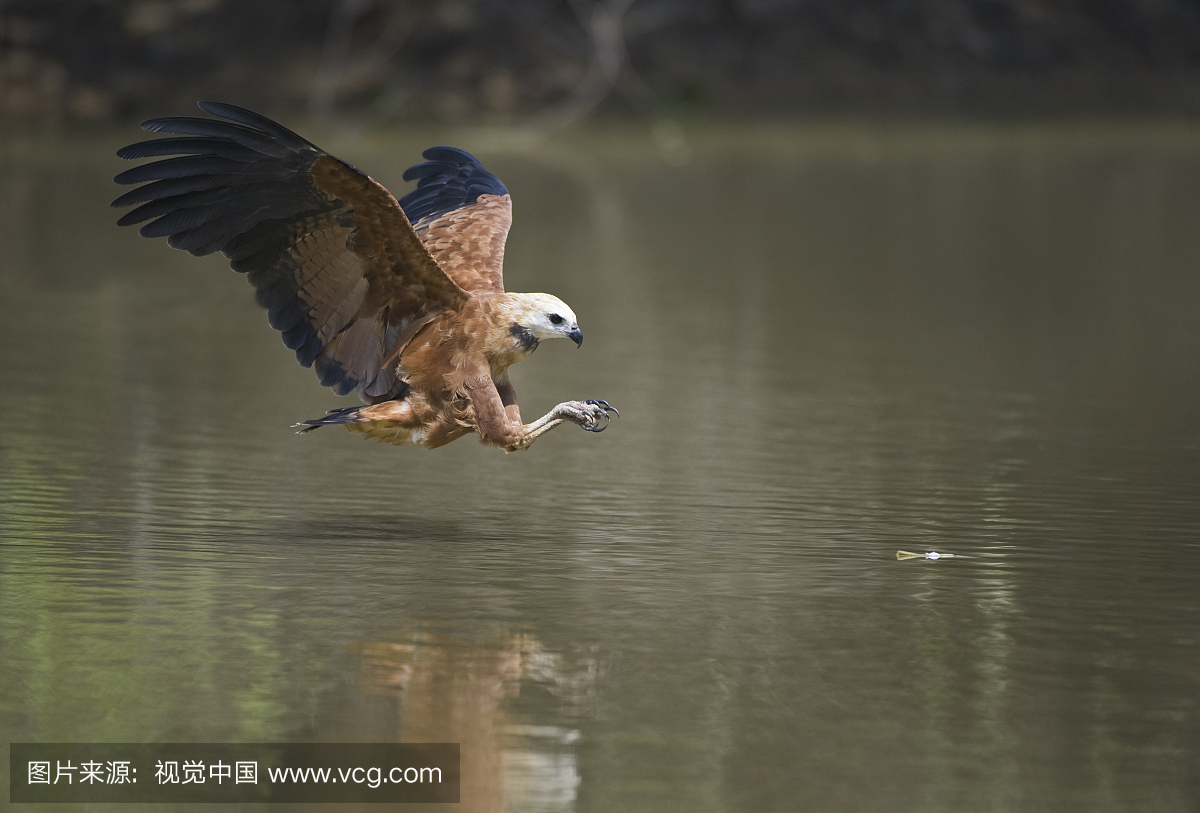 黑鹂鹰(Busarellus nigricollis)钓鱼,巴西
