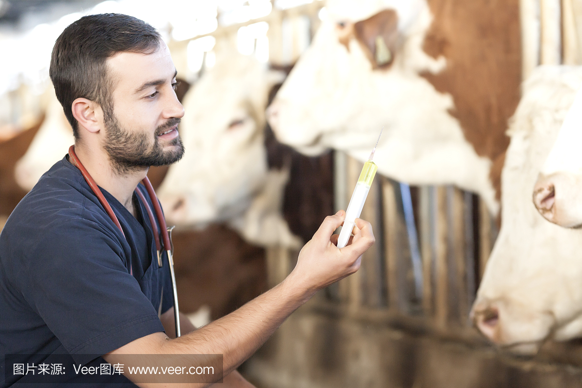 人工授精,人工受孕,乳牛场,奶牛场