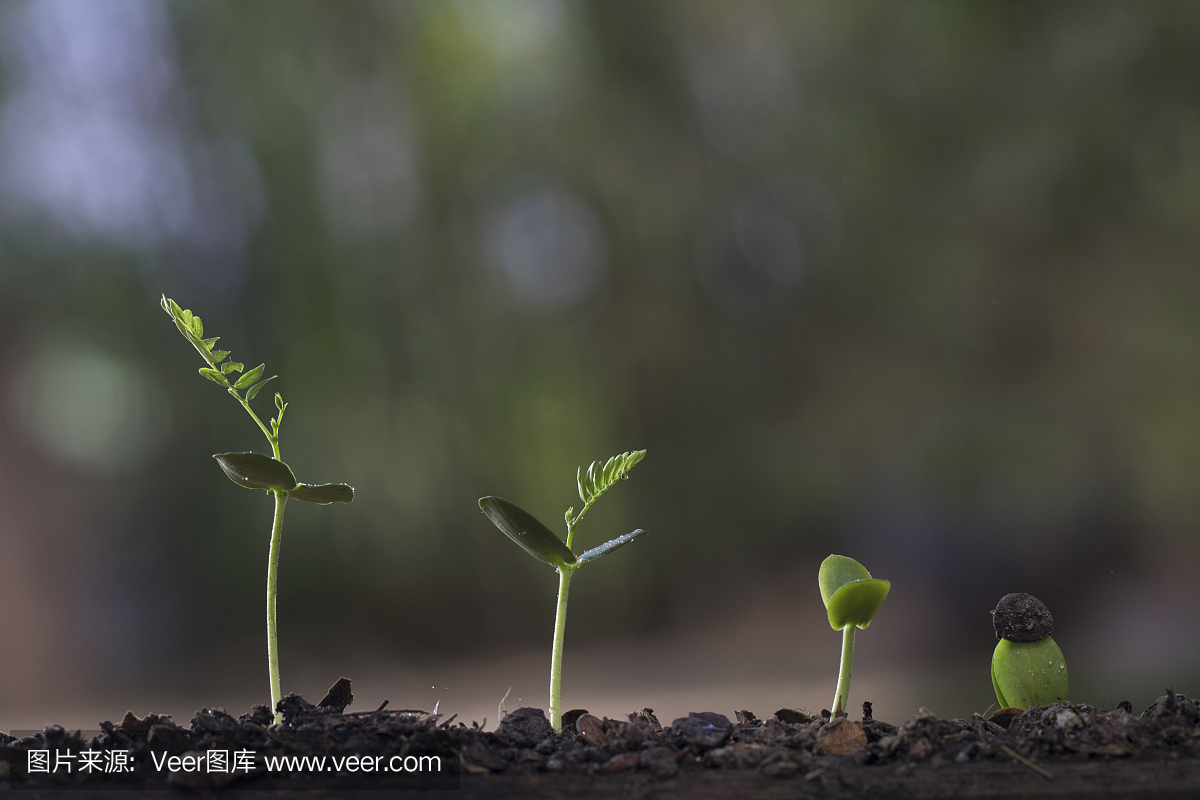 植物种子_植物种子库