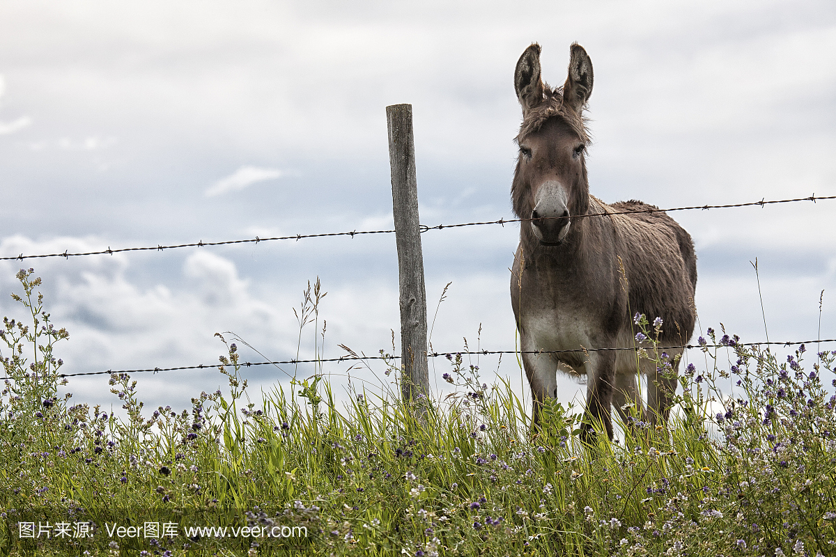 嘶叫,叫声,驴叫声,绛车轴草