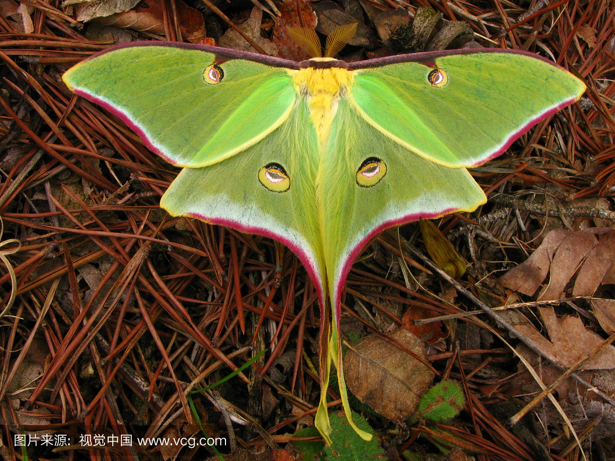 月神蛾,长尾水青蛾,自然纹理,动物主题
