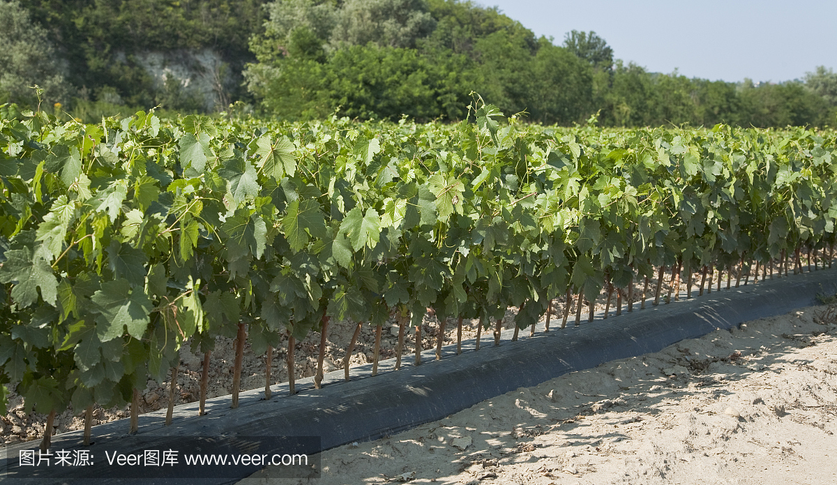 年轻的葡萄树田被移植