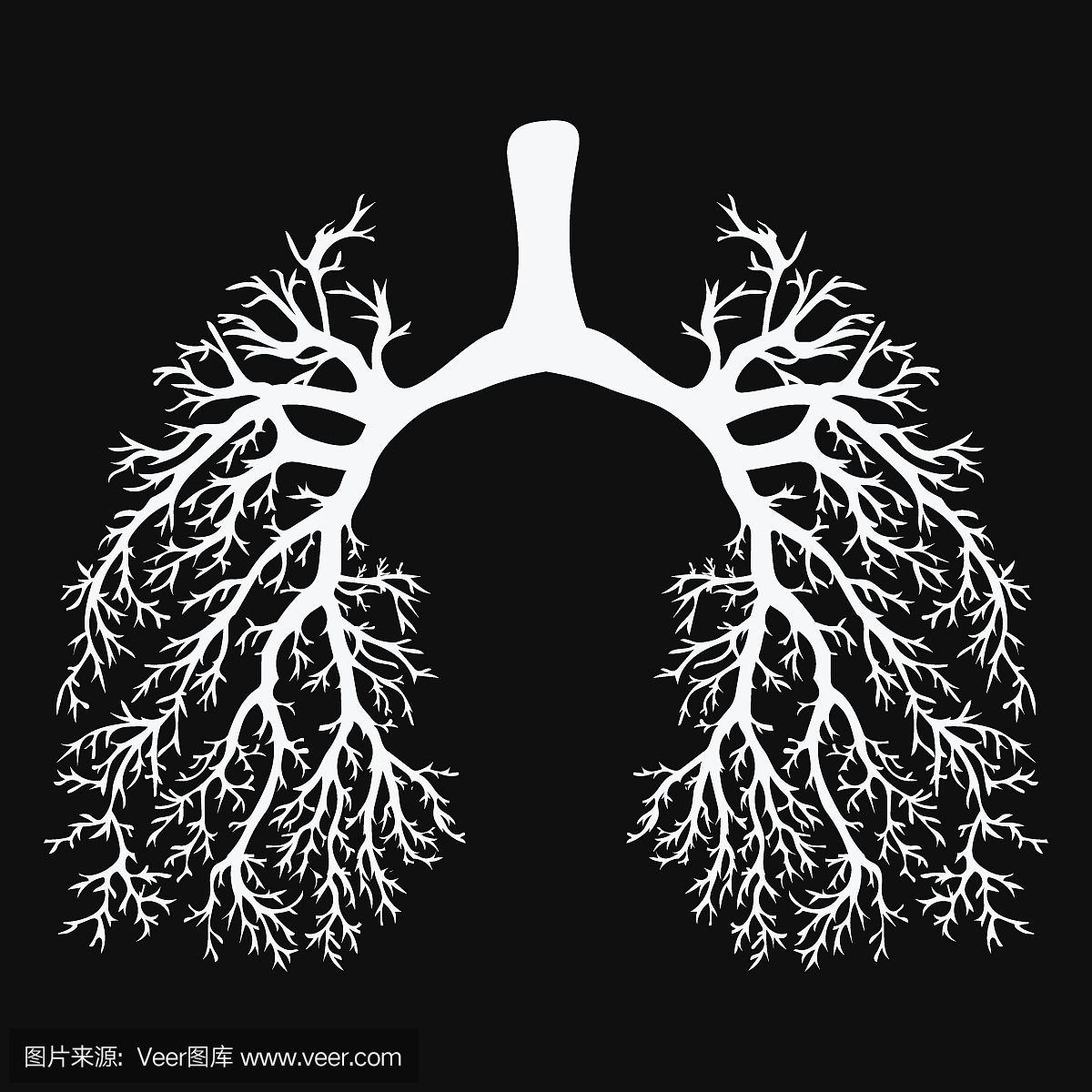 人的肺。呼吸系统。健康的肺。以树的形式点亮