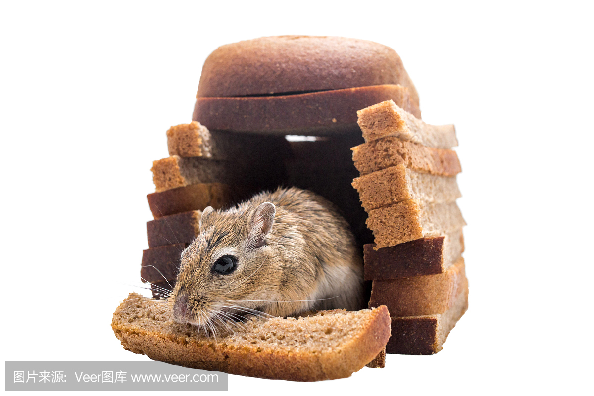 老鼠在家里吃面包