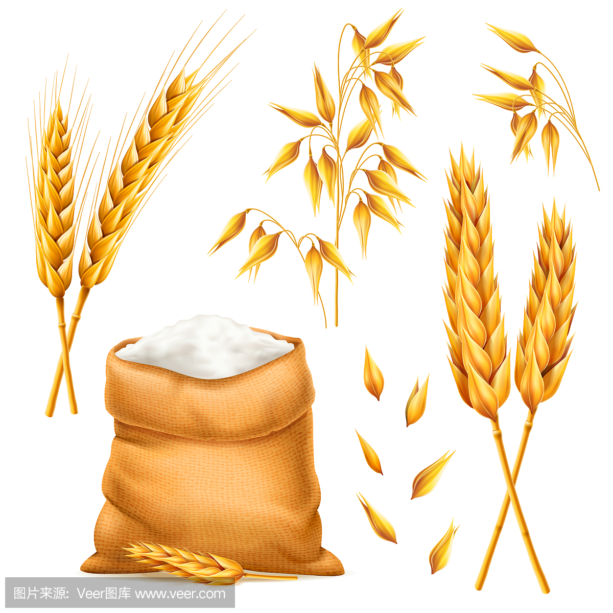 现实一束小麦,燕麦或大麦袋面粉孤立在白色背