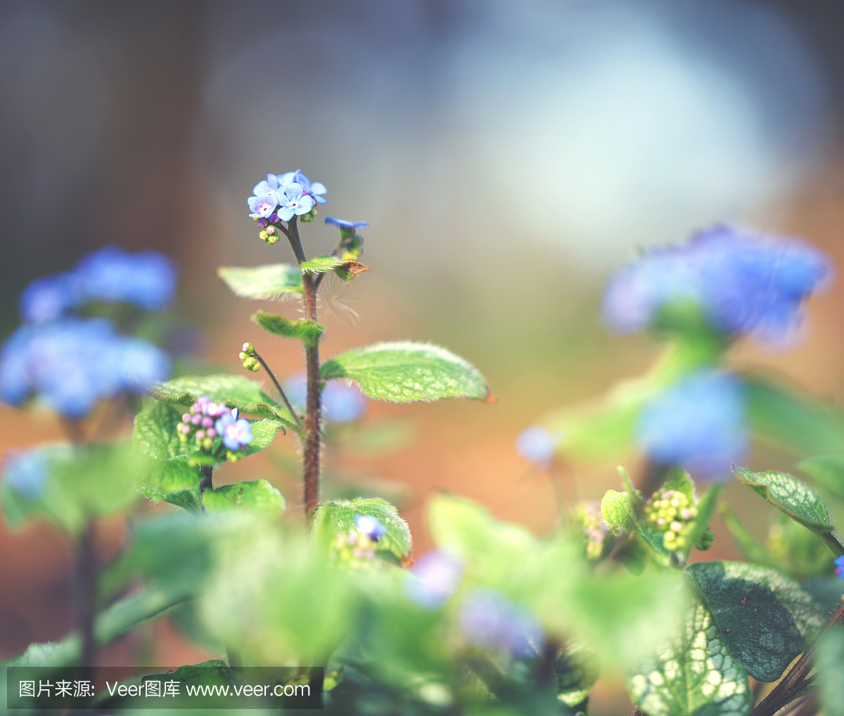 在阳光下忘记我[Myosotis sylvatica]