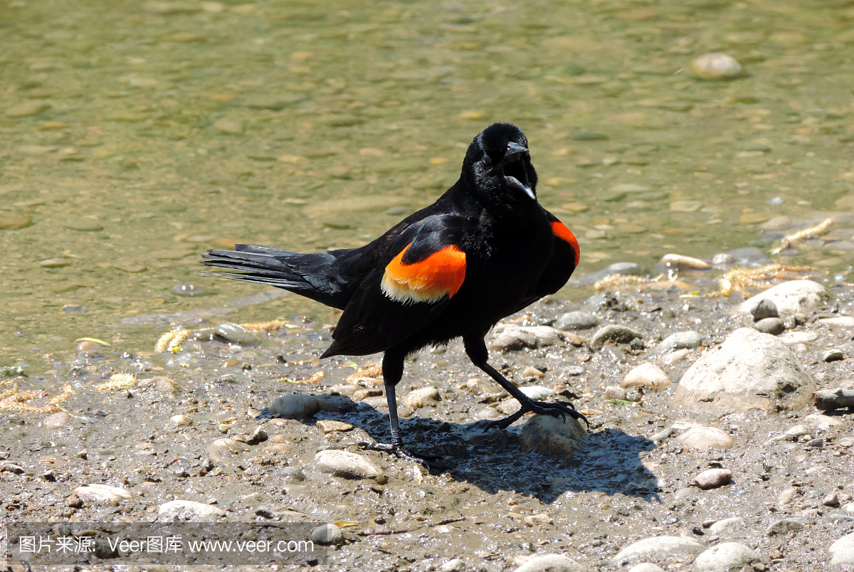 红翅山鸟,红翼乌鸫,鸟鸣声,鸟叫声