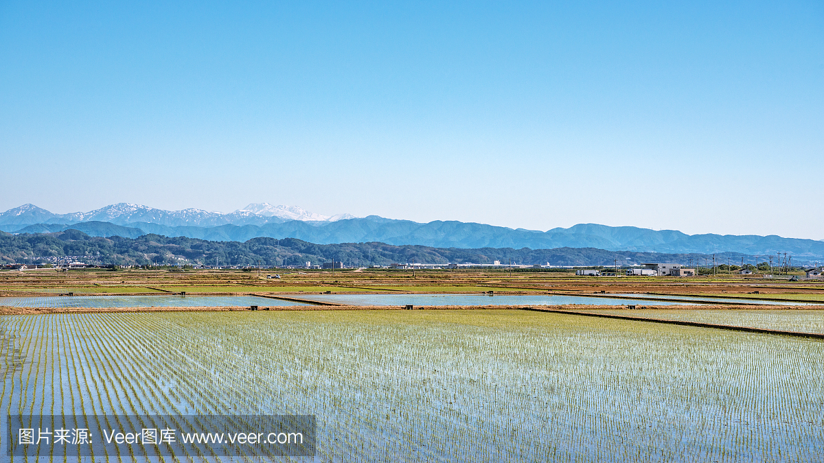 稻田和白山的春天景色