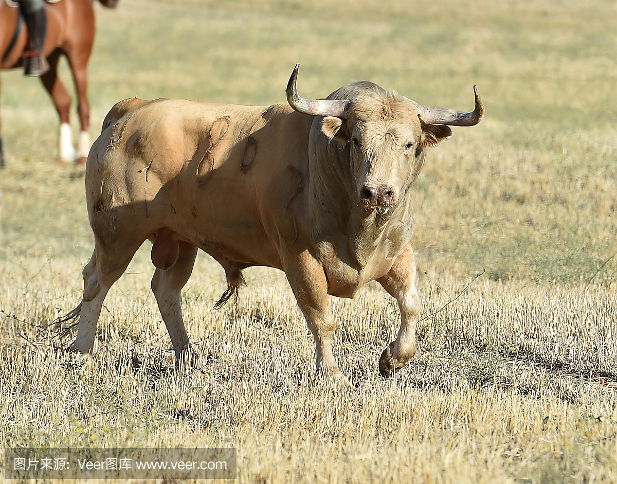 斗牛比赛,斗牛,斗牛赛,西班牙斗牛