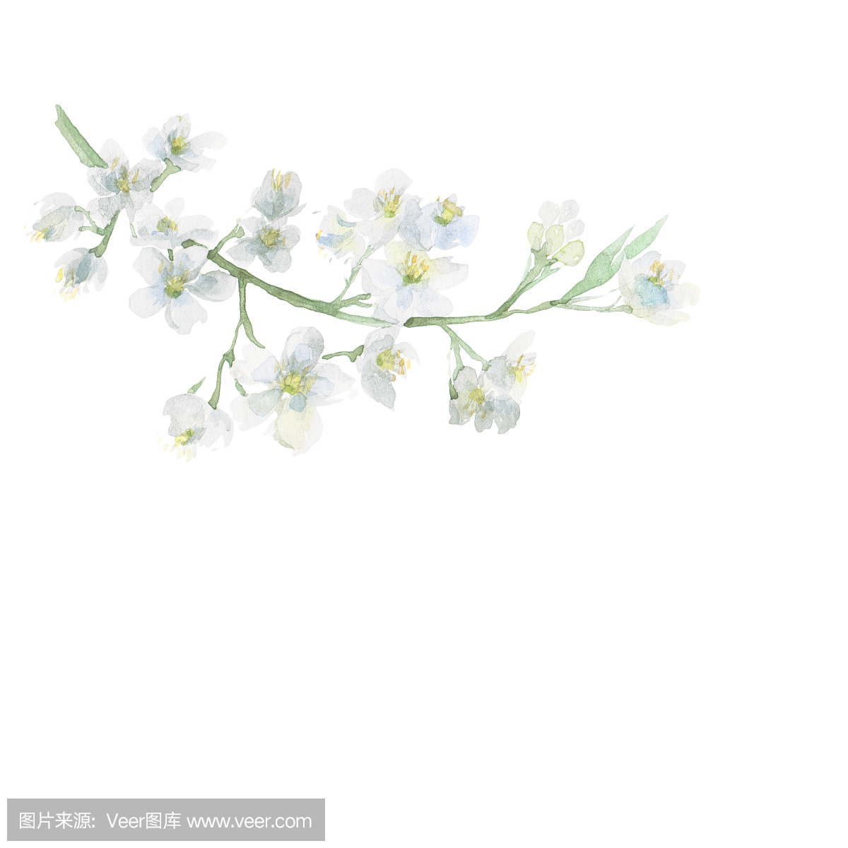 樱花,樱桃花,水彩画颜料,水彩颜料