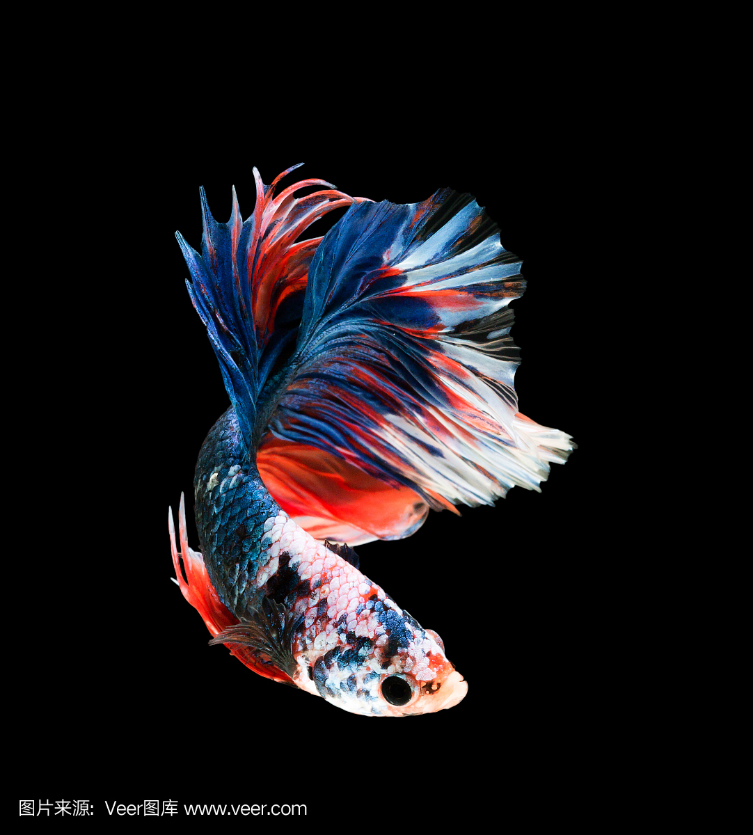 宏观美丽的小泰国斗鱼鱼有黑色的孤立背景