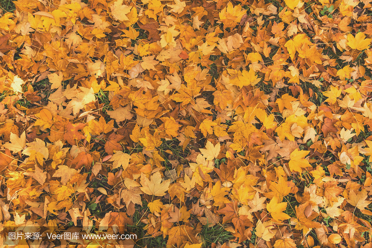 美丽的秋天背景与金色的枫叶在城市公园离开