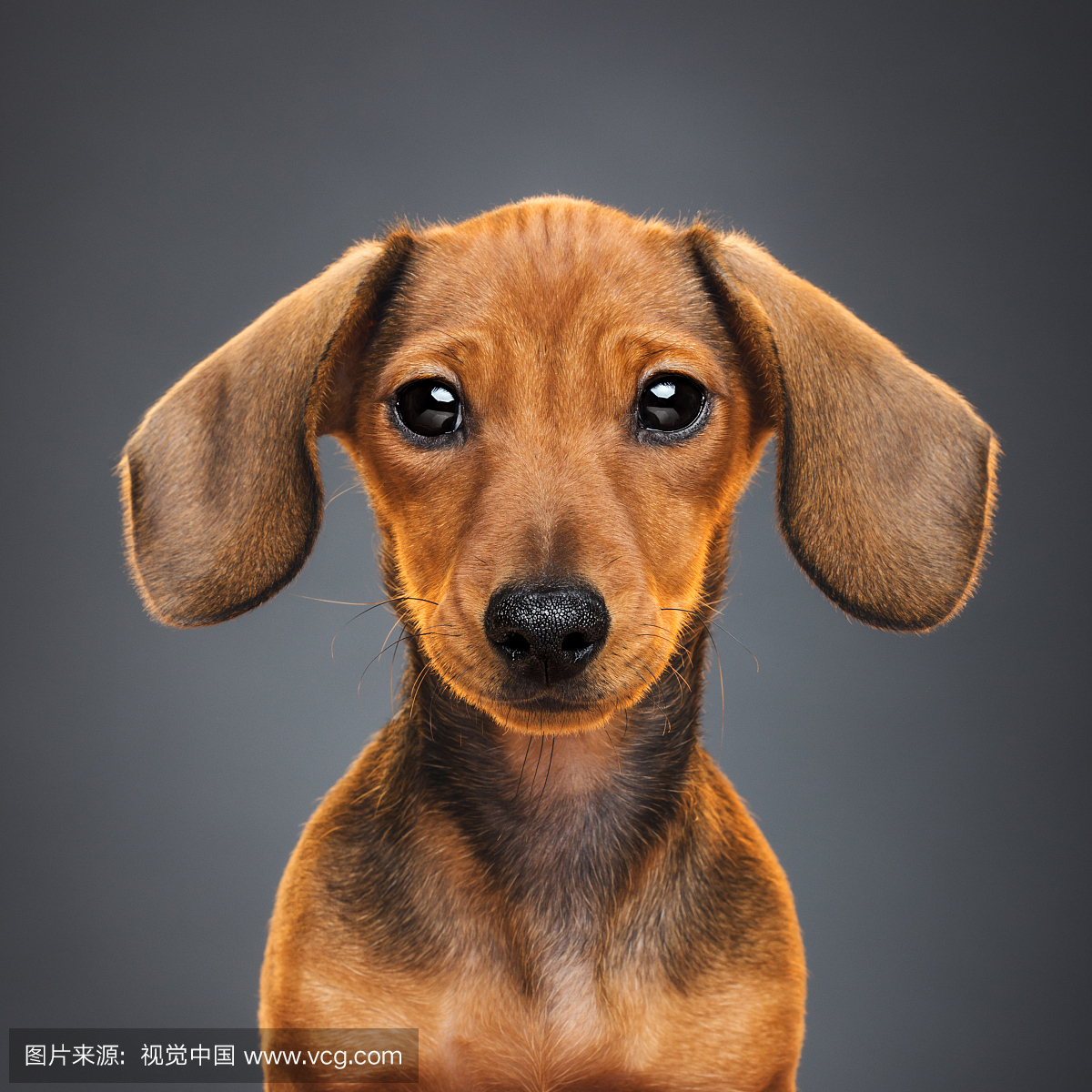 Teckel puppy dog portrait