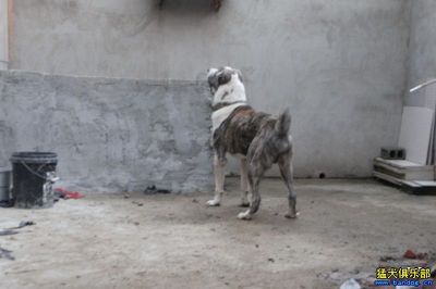 出售爱犬 трактор铁牛 明码 第3页 出售爱犬 трактор铁牛 明码 第3页