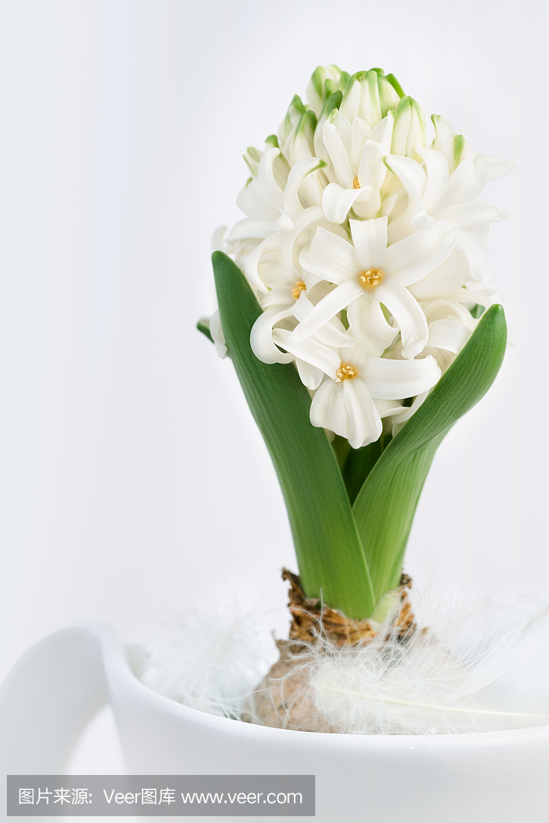 白色风信子在中性背景