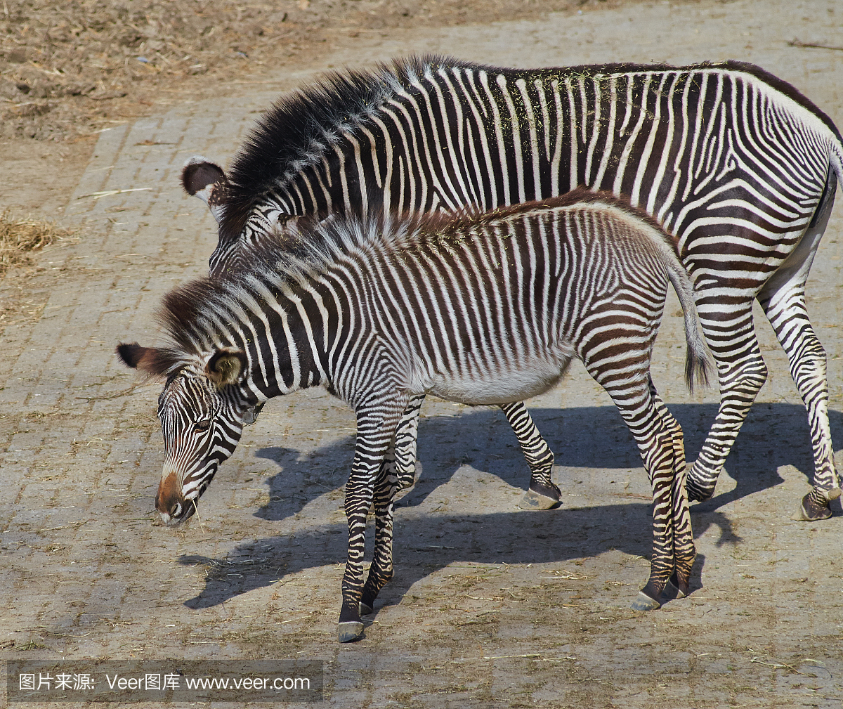 Grevy斑马小马(马属grevyi)关闭。