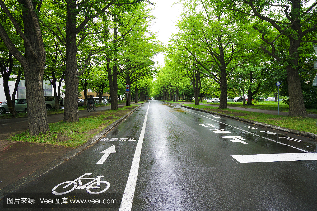 日本札幌北海道大学校园内有交通标志的街道