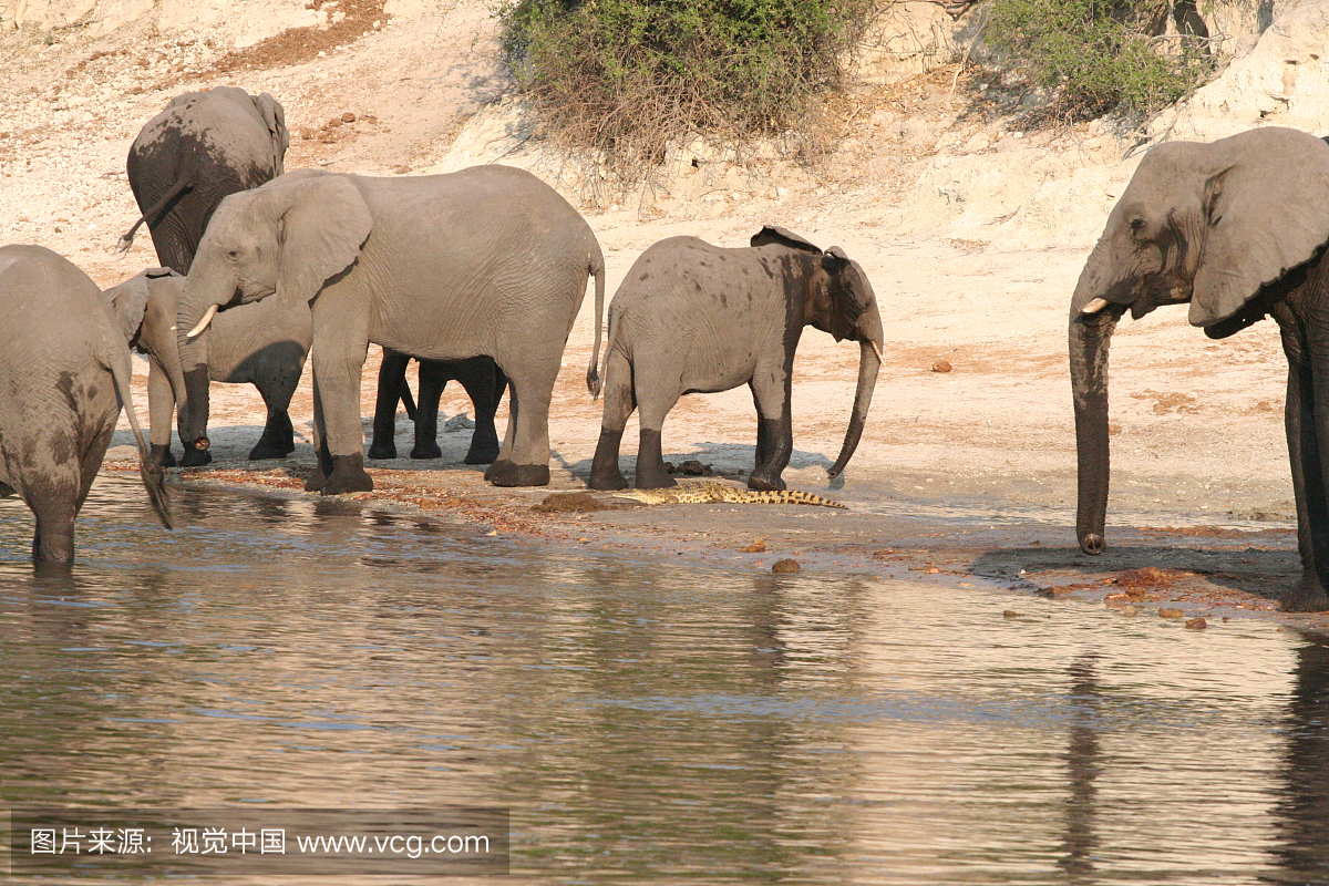 非洲,鳄鱼,野生动物,野生动物保护