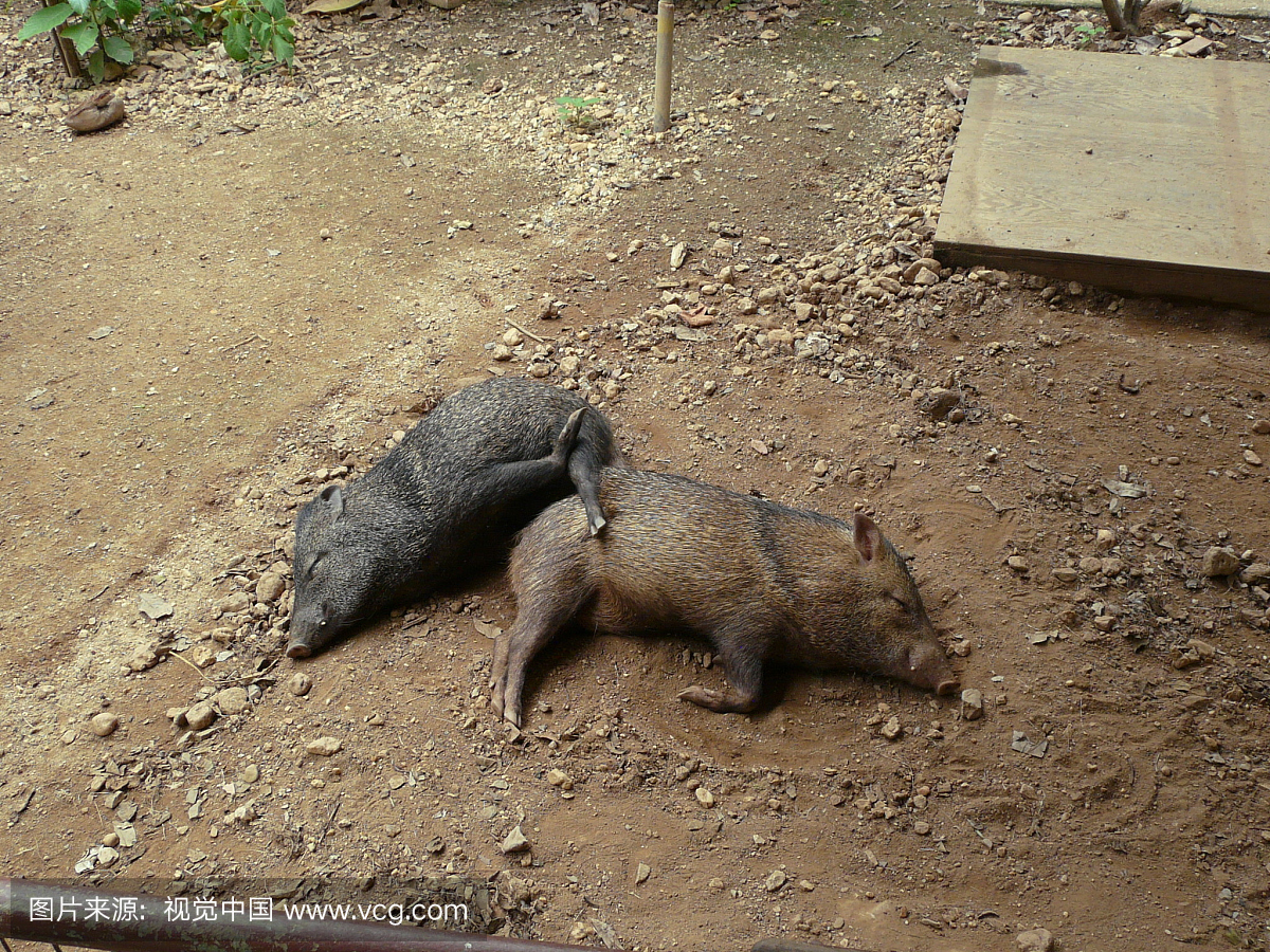 在动物园的泥土上睡觉的猪的大角度视图