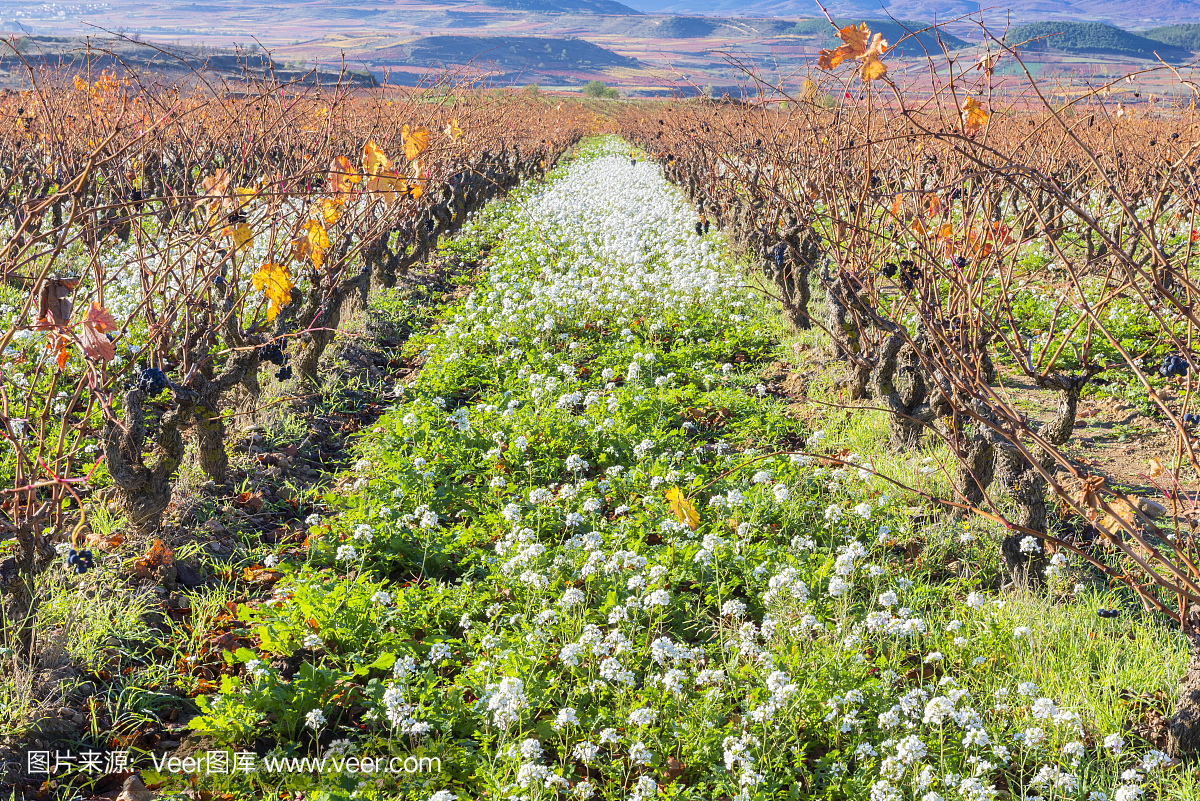Vineyard in Autumn, La Rioja (Spain)