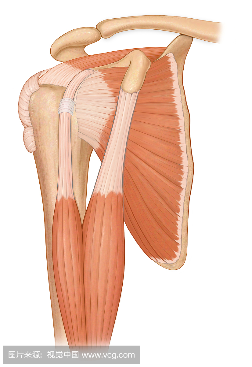 三分之一视图正常肩关节与二头肌和肩袖肌肉