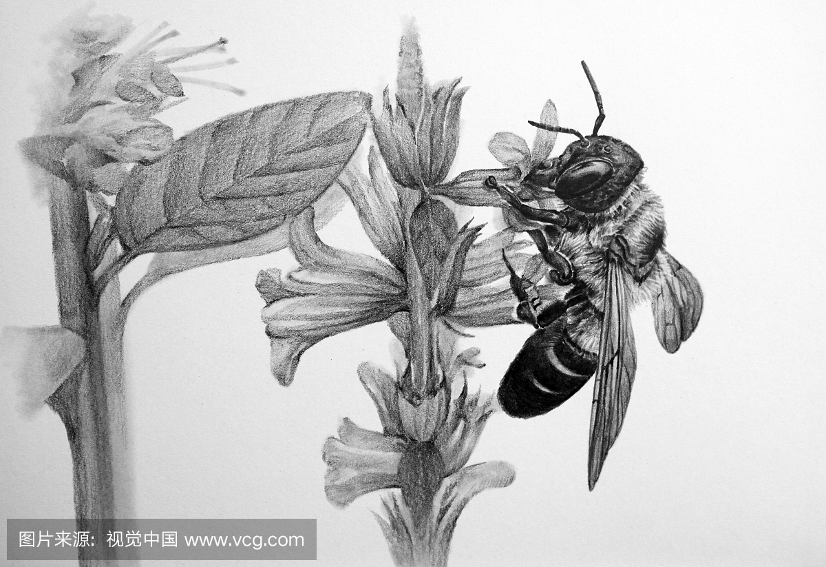 昆虫,蜂,单机,虫蜜蜂版手机老虎机图片