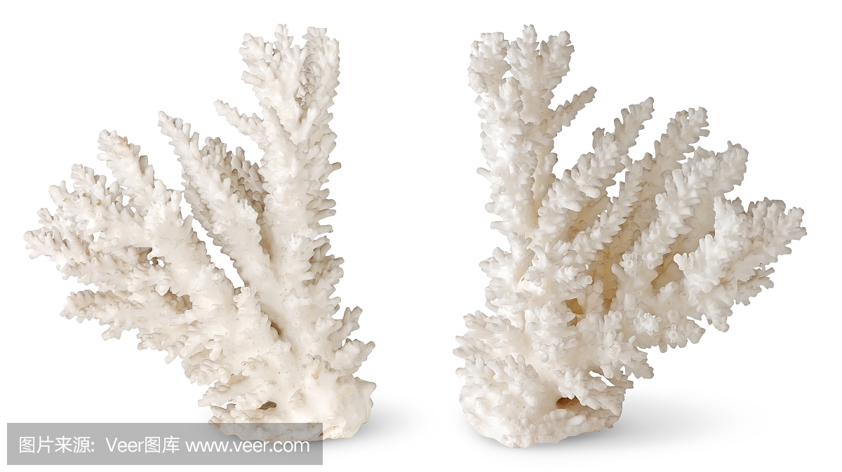 两个对称的珊瑚片站在白色背景上