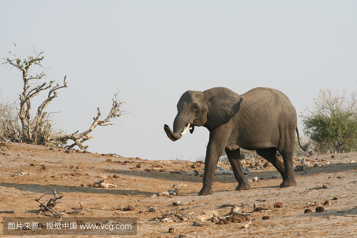 非洲,鳄鱼,野生动物,野生动物保护